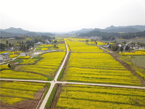西充成立10万余亩油料出产和供给基地